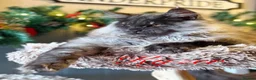 Maine Coon cats for sale: 9 STUNNING BLACK SMOKE MAINE COON CUBS  - Advert 26