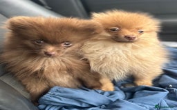 Pomeranian dogs for sale: Adorable Pom puppies 💙❤️ - Image 3