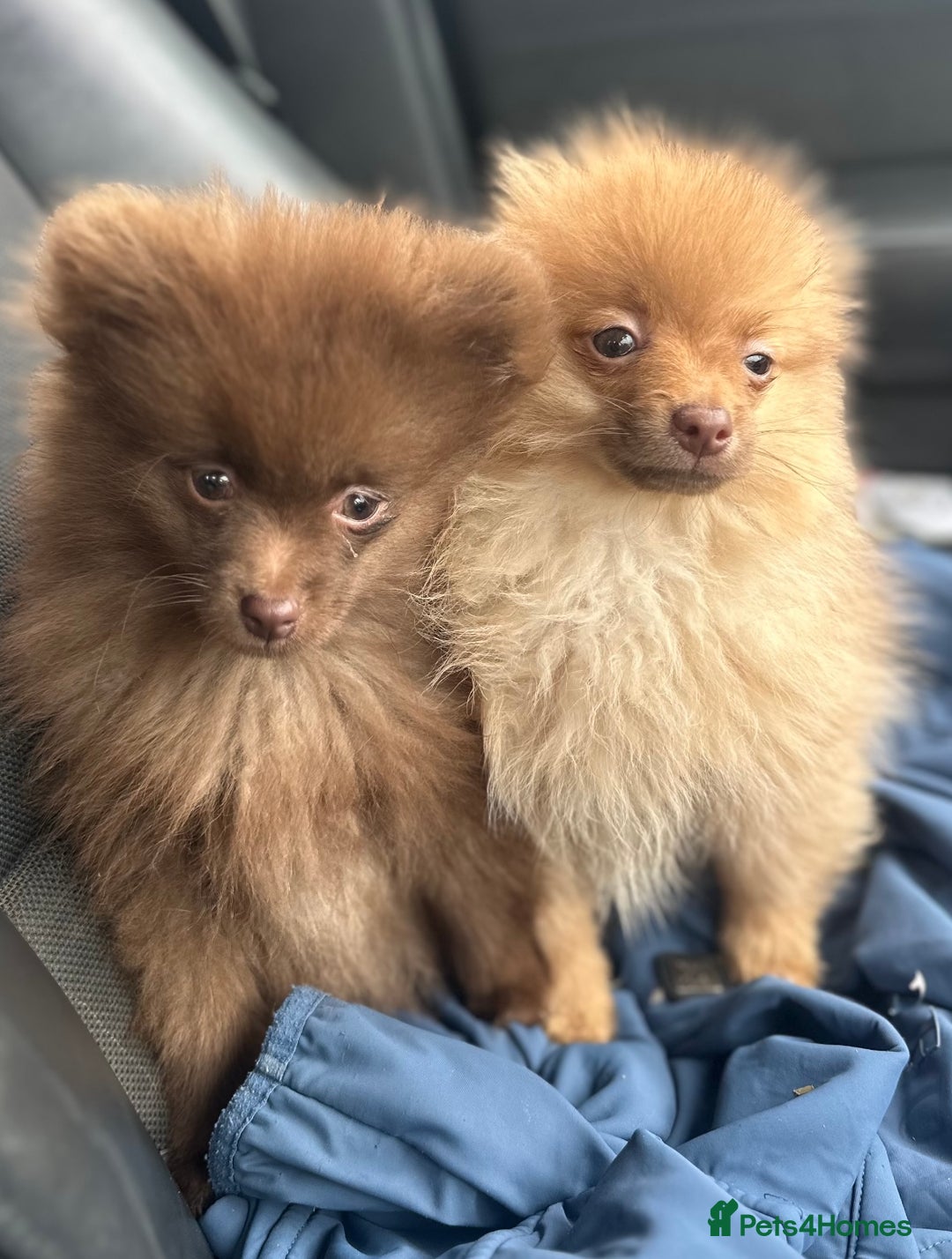 Pomeranian dogs for sale: Adorable Pom puppies 💙❤️ - Image 3