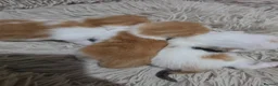 Mixed Breed cats for sale: look at all those tiny fluffballs!  - Advert 34