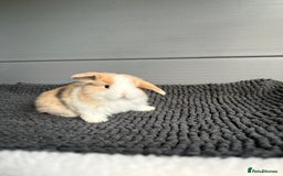 Mini Lop rabbits for sale: Little fluffy mini lops  - Image 3