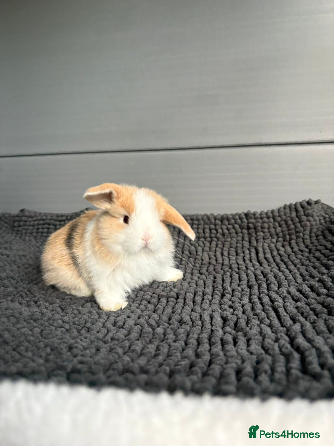 Mini Lop rabbits for sale: Little fluffy mini lops  - Image 3