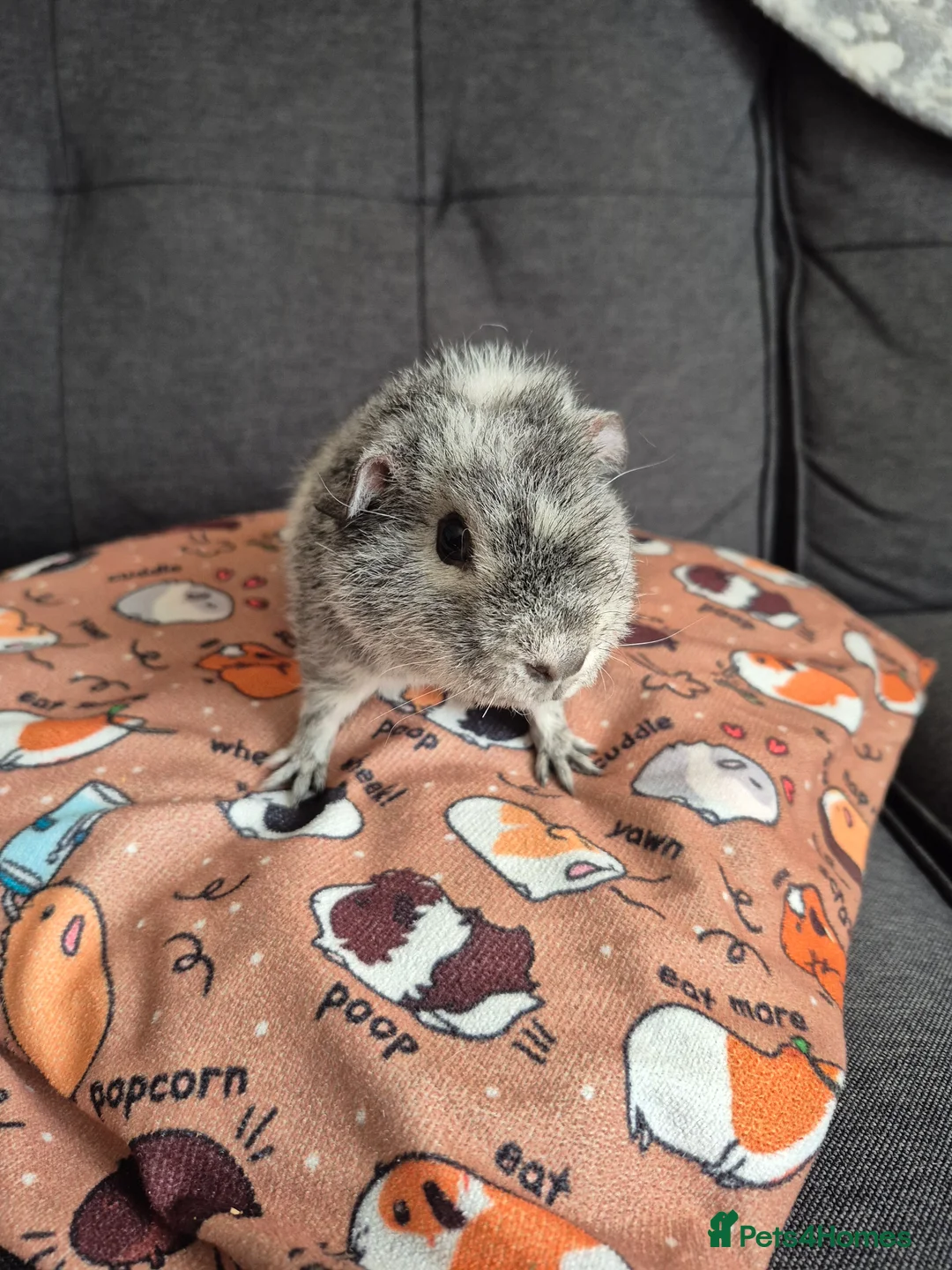 Guinea Pig rodents for sale: SSTC Teddy boar (10wks) 23/12/2025 - Advert 5