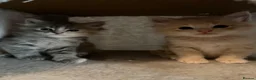 Ragcoon cats for sale: Beautiful raccoon kittens  - Advert 22