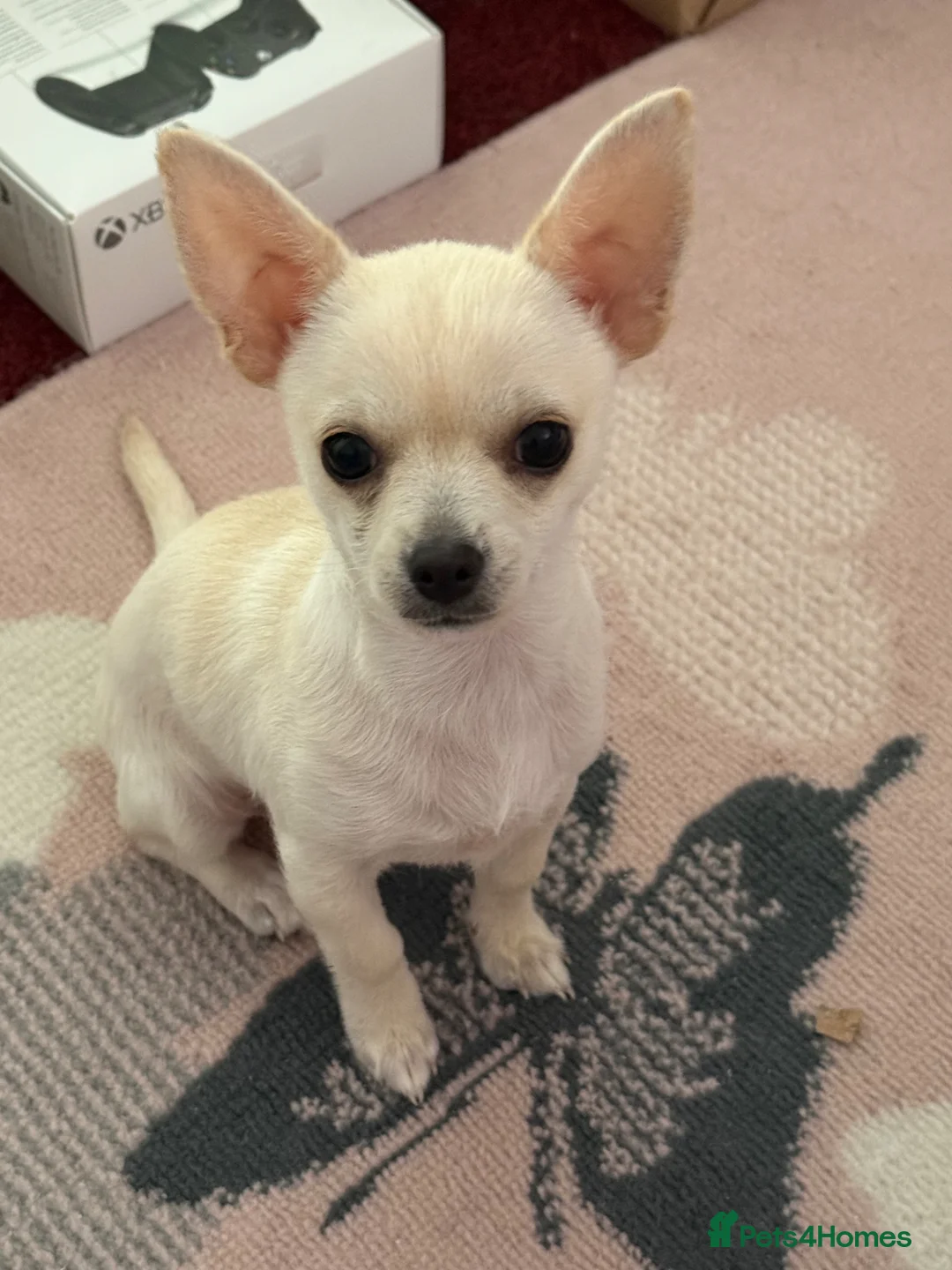 Chihuahua dogs for sale: Beautiful boy in Lowestoft - Advert 1