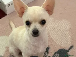 Chihuahua dogs Beautiful boy - Advert 1