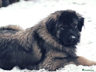 Caucasian Shepherd Dog dogs in Doncaster - Advert 2