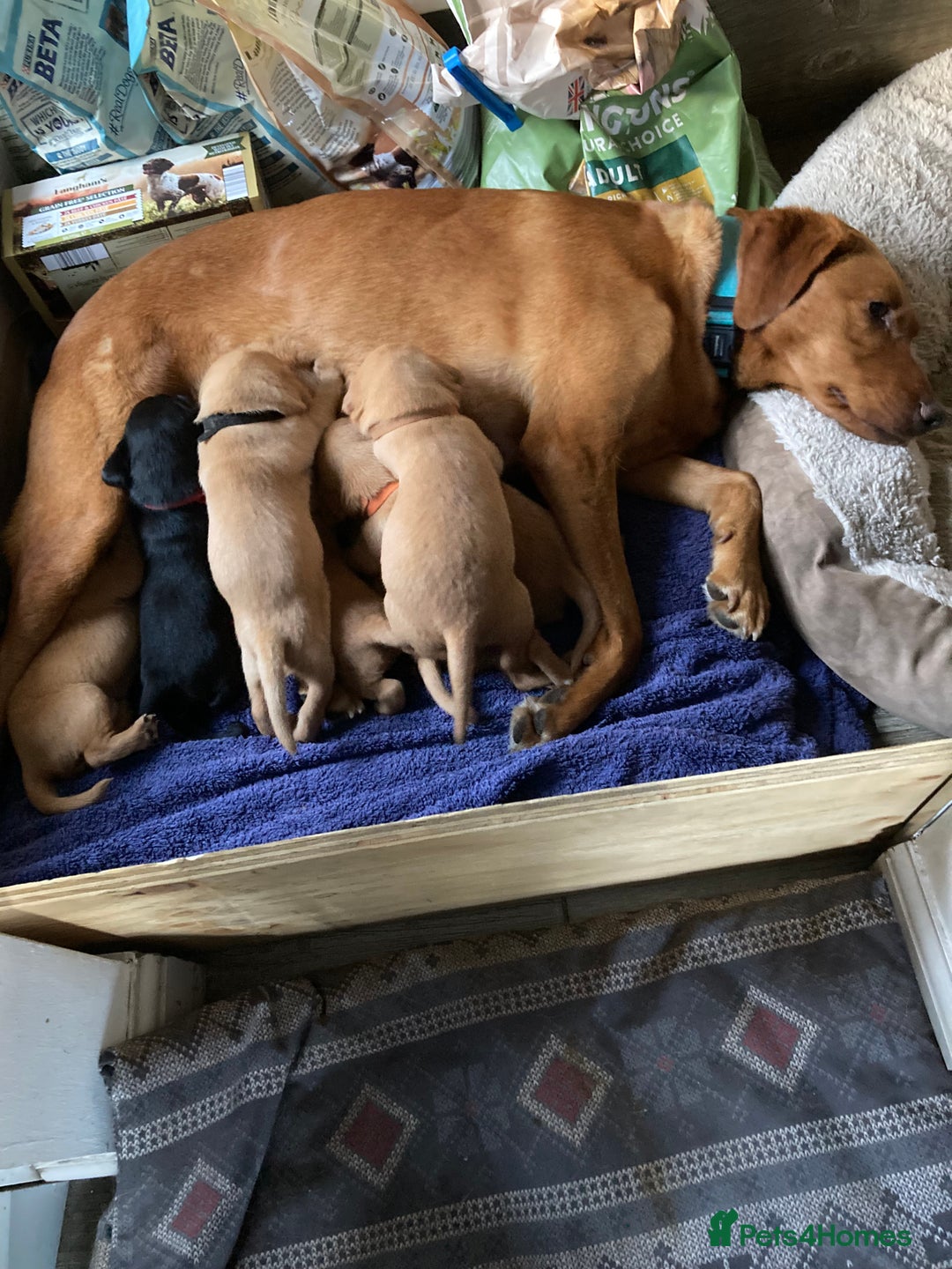 Labrador Retriever dogs for sale: 8 Fox Red/Black Working Labradors - Image 12