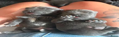 Staffordshire Bull Terrier 5