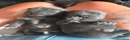 Staffordshire Bull Terrier dogs for sale: STAFFORDSHIRE BULL TERRIER BULLSCAFF PUPPIES - Advert 4