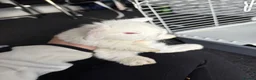 Mini Lion Lop rabbits for sale: Mini lion lops  - Advert 5