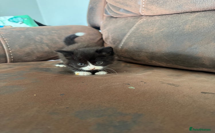 Mixed Breed cats for sale - Advert 1