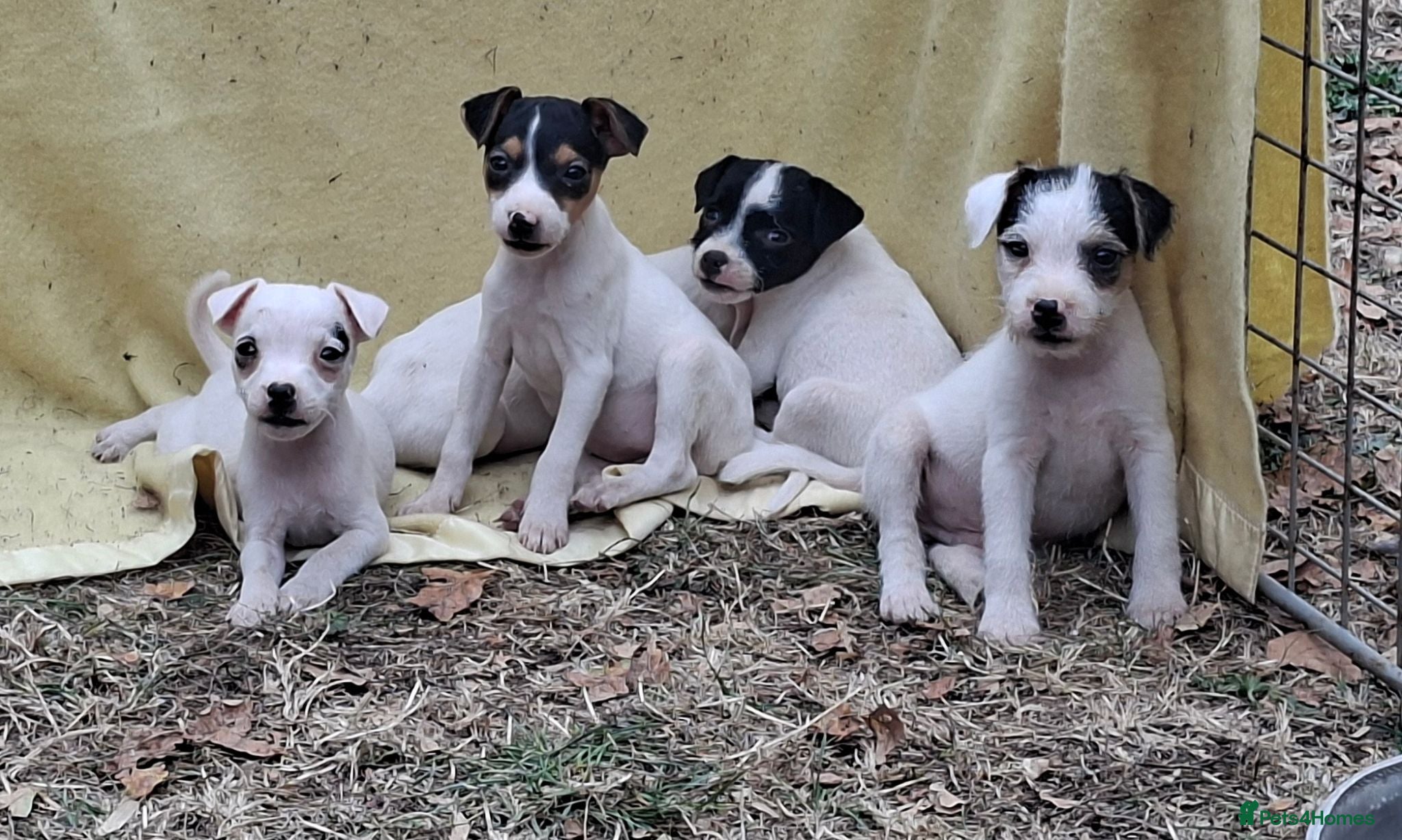 Jack Russell dogs Outstanding Jack Russel puppies - Advert 1