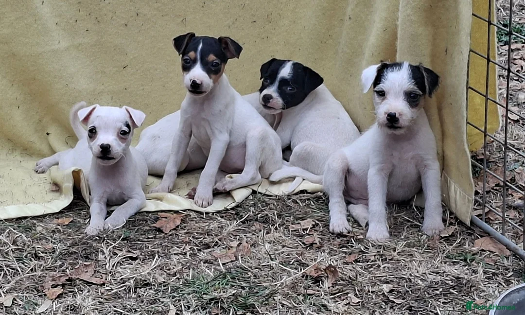 Jack Russell dogs for sale: Outstanding Jack Russel male puppies - Advert 2