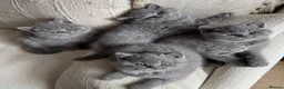 British Shorthair cats for sale: Pure Pedigree Blue BSH Kittens GCCF  - Advert 1