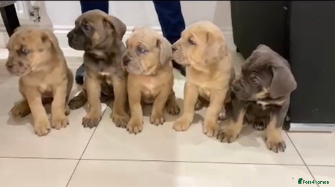 Mixed Breed dogs Puppies Ready to go!  - Advert 1