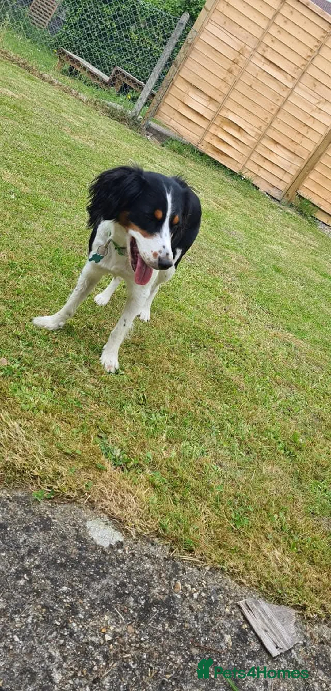 Cocker Spaniel dogs for sale: Halo  - Advert 1