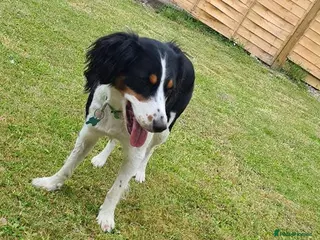 Cocker Spaniel dogs Halo - Advert 1