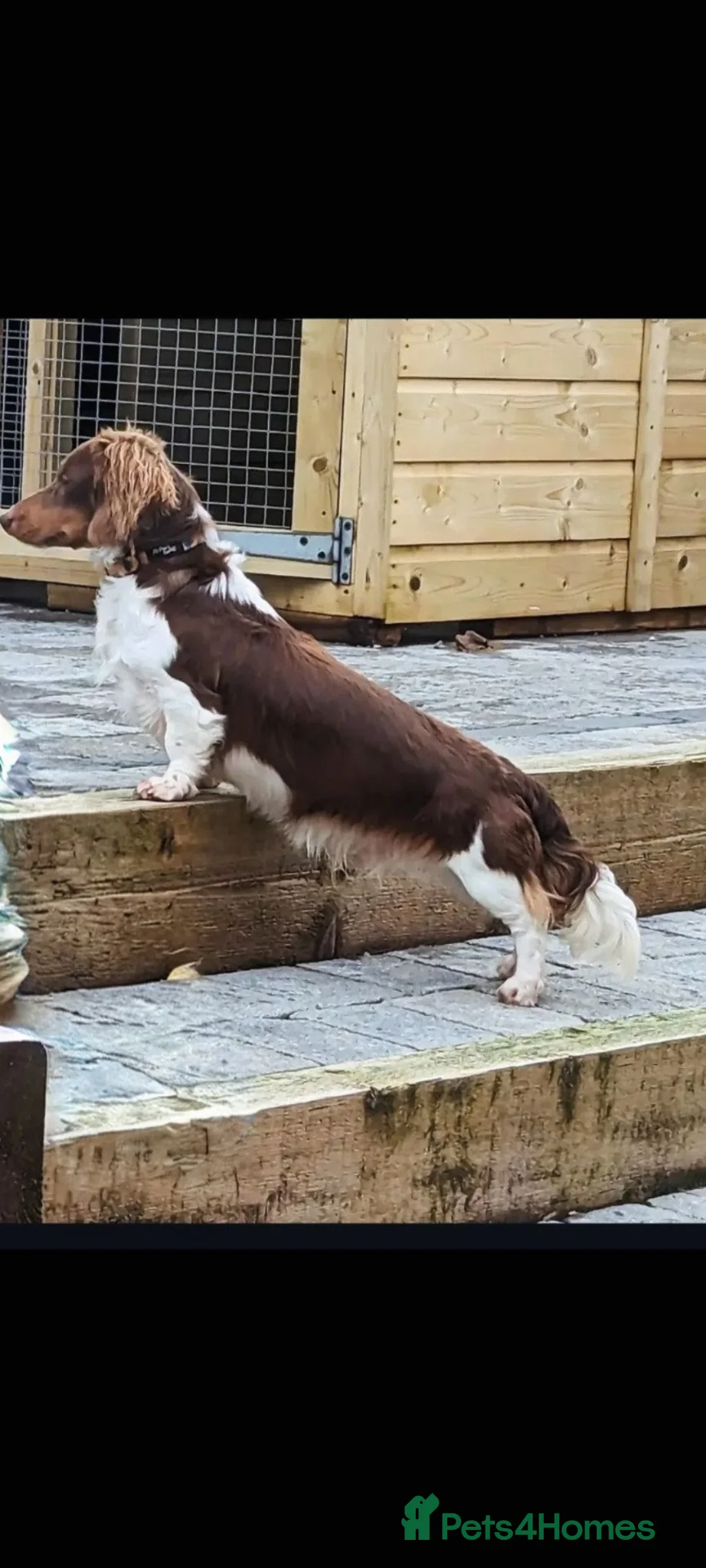Miniature Dachshund dogs for stud:  Long haired piebald Miniature dachshund  - Advert 2