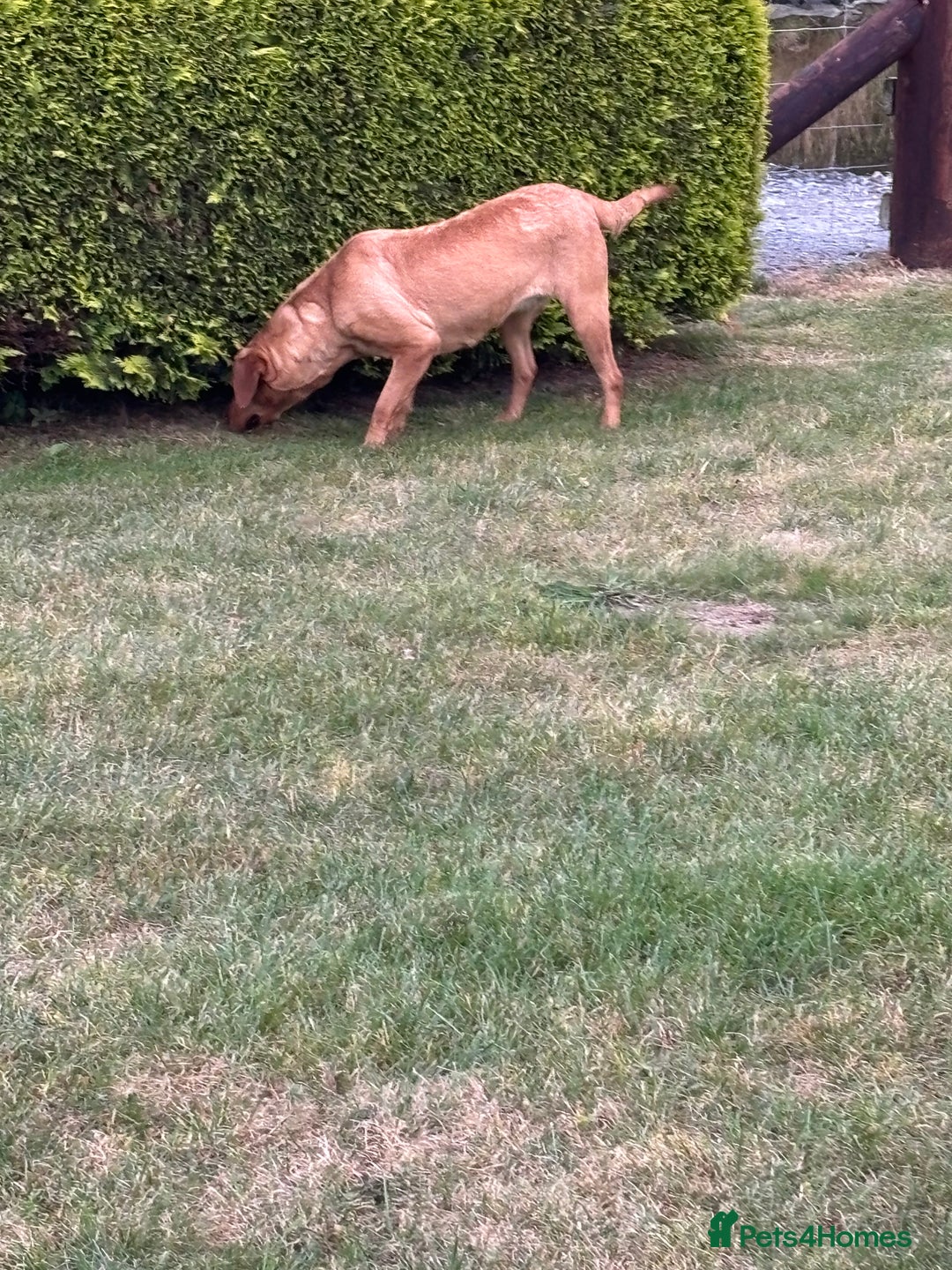 Labrador Retriever dogs for sale: ⭐️ Madi - Looking for new home ⭐  - Image 4