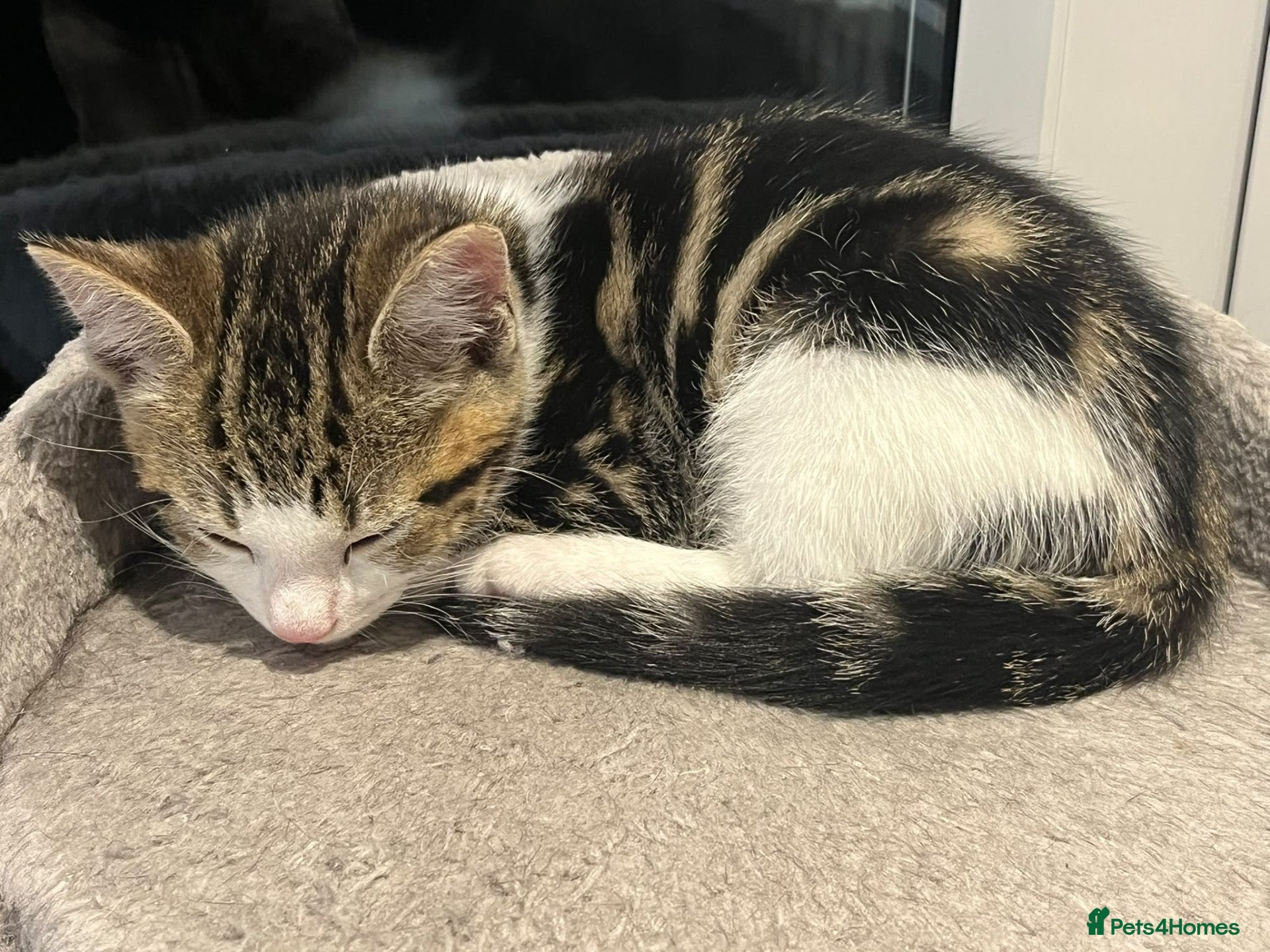 Mixed Breed cats Adorable and playful mixed-breed kittens for sale - Advert 2