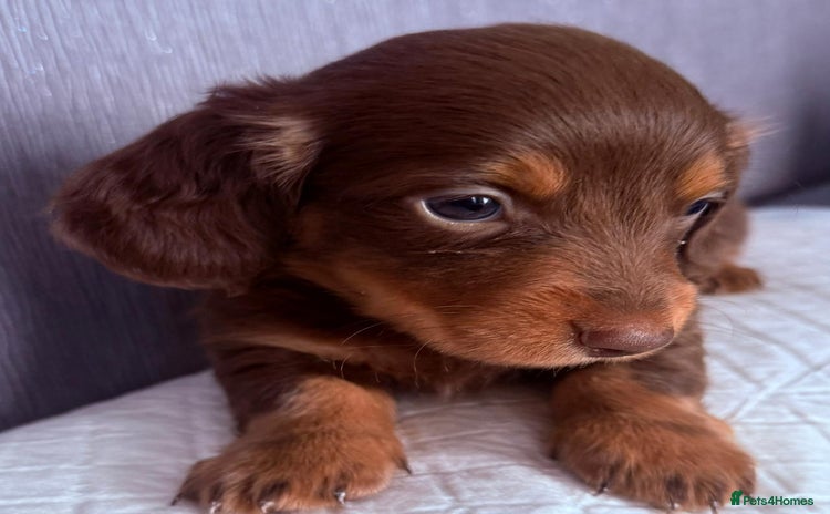 Dachshund dogs - Advert 2