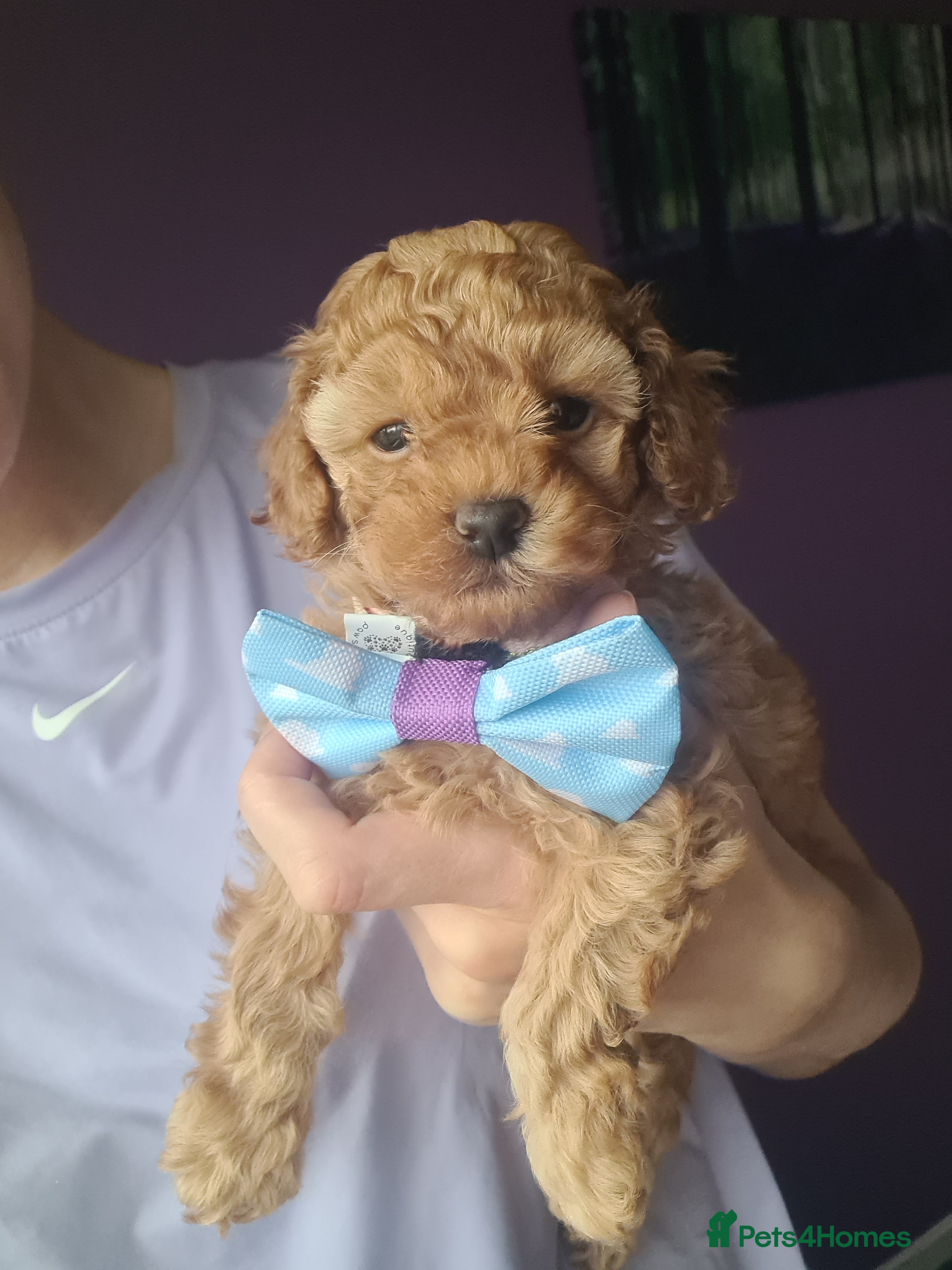 Toy Poodle dogs  TOY POODLES Last one boy available - Advert 16