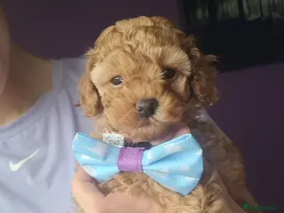 Toy Poodle dogs TOY POODLES Last one boy available - Advert 16