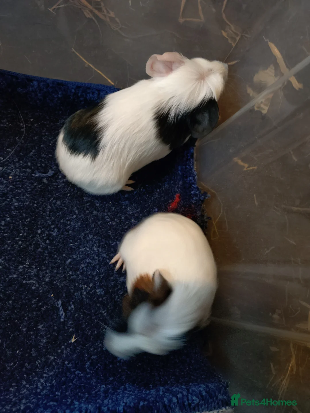 Guinea Pig rodents for sale: Lots of baby girls and boys - Advert 2