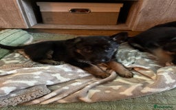 German Shepherd dogs for sale: German Shepard puppies  - Advert 14