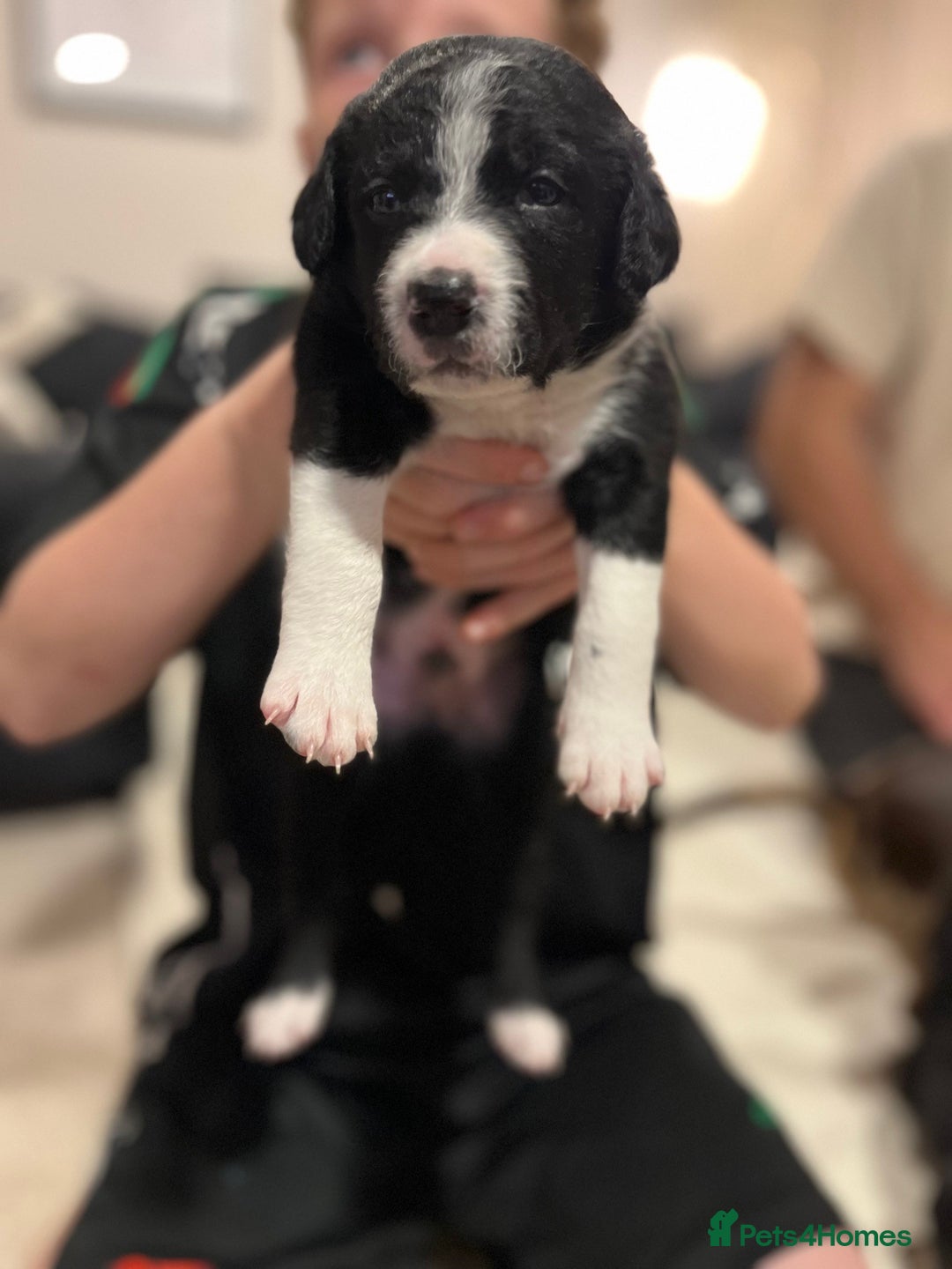 Mixed Breed dogs for sale: border collie cross poodle (bordoodle) - Image 6