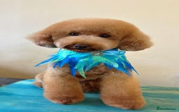 Cavapoo dogs for sale: F1 Cavapoo puppies.  - Image 17
