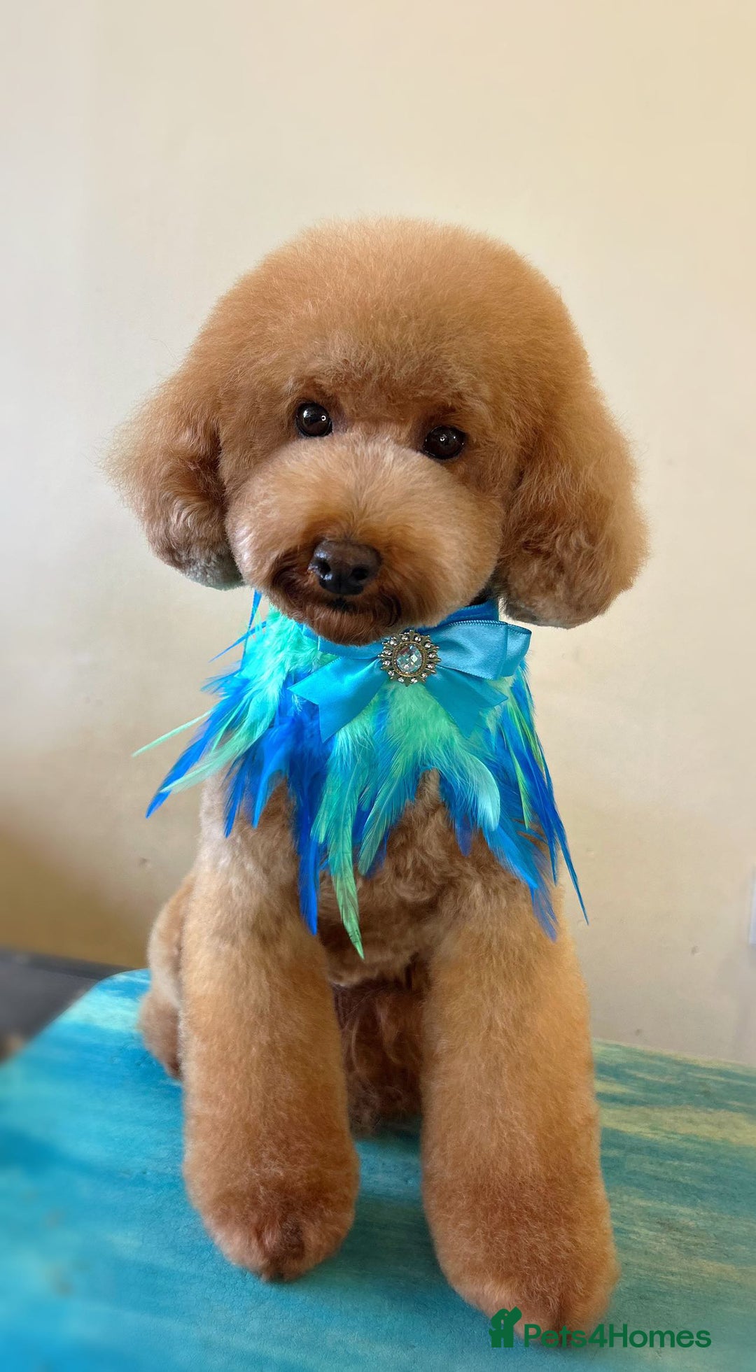 Cavapoo dogs for sale: F1 Cavapoo puppies.  - Image 17