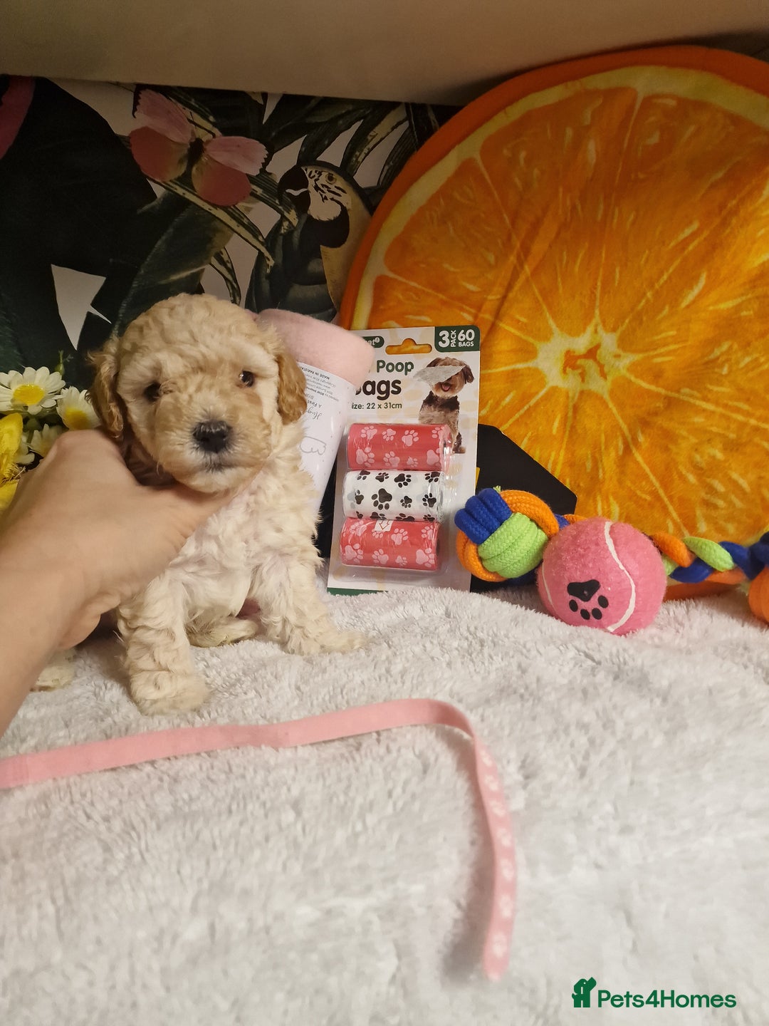 Maltipoo dogs for sale: Maltipoo  - Advert 9