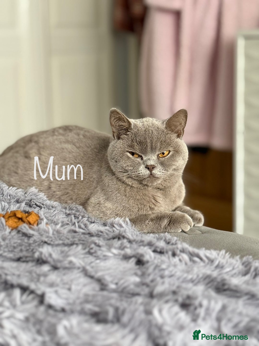 British Shorthair cats for sale: 3 Plush British shorthair kittens ❤️ - Advert 27