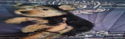 Yorkshire Terrier dogs for sale: Yorkshire Terriers  - Advert 6