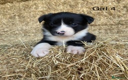 Border Collie dogs for sale: Adorable Border Collie Puppies for sale  - Image 9
