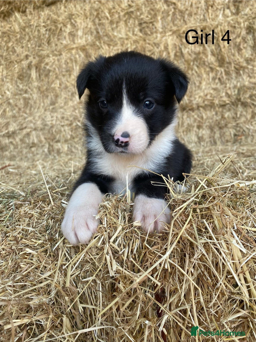 Border Collie dogs for sale: Adorable Border Collie Puppies for sale  - Image 9