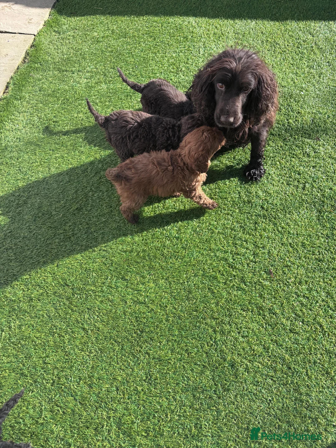 Cockapoo dogs for sale: Beautiful cockapoo pups  - Advert 8