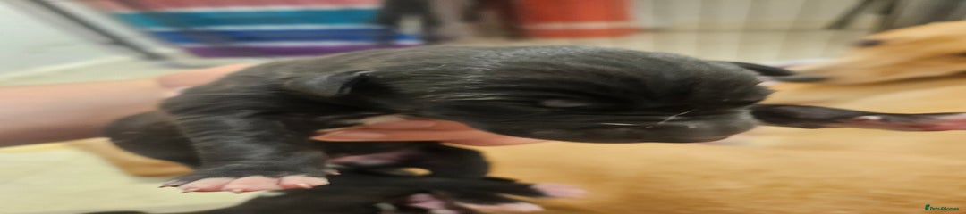 Lurcher Puppy 6