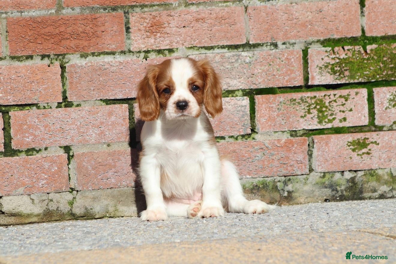 Cavalier King Charles Spaniel dogs Beautiful Cavalier King Charles Spaniel puppies - Advert 1