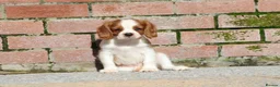 Cavalier King Charles Spaniel dogs for sale: Beautiful Cavalier King Charles Spaniel puppies - Advert 18