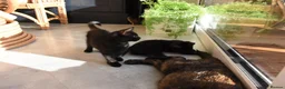Mixed Breed cats for sale: Two Gorgeous Black Kittens Looking for Loving Home - Advert 9