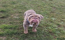 English Bulldog dogs for stud: Beautiful lilac and tan british bulldog for stud  in Norwich - Image 5