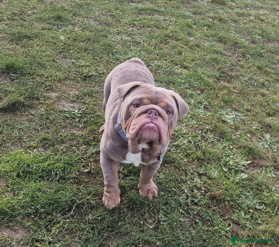 English Bulldog dogs for stud: Beautiful lilac and tan british bulldog for stud  in Norwich - Image 5