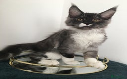 Maine Coon cats for sale: Mainecoons kittens Xl pedigree - Image 2
