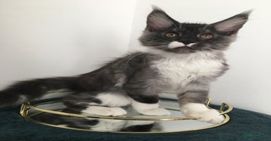 Maine Coon cats - Advert 15