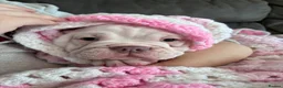 Mixed Breed dogs for sale: Olde English bulldog cross puppies - Advert 2