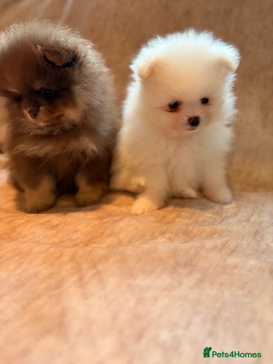 Pomeranian dogs for sale: Beautiful Pomeranian babies - Advert 15