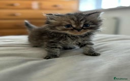 Persian cats for sale: Persian x ragdoll - Image 3